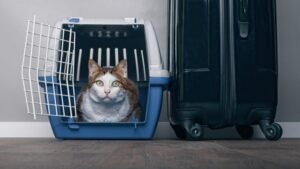 Bolehkah Membawa Kucing di Kereta Api Indonesia? Aturan Resmi dan Alternatif Terbaru 2026