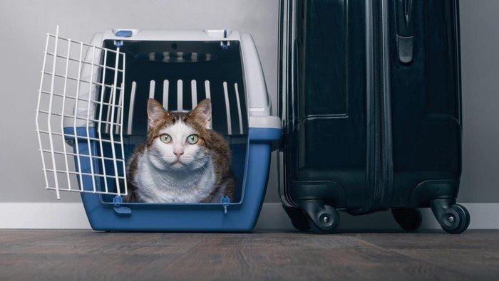 Bolehkah Membawa Kucing di Kereta Api Indonesia? Aturan Resmi dan Alternatif Terbaru 2026